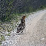 Tjädern lever till stor del av tallbarr under vintern och ses därför emellanåt stå på grusvägar där de äter smågrus för att kunna smälta tallbarren. Foto: Olle Olsson