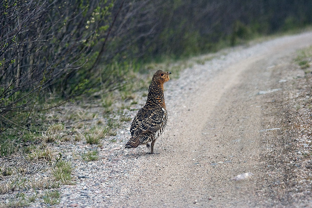 Tjädern lever till stor del av tallbarr under vintern och ses därför emellanåt stå på grusvägar där de äter smågrus för att kunna smälta tallbarren. Foto: Olle Olsson