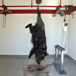 Forskare har upptäckt oväntat mycket matförgiftningsbakterier i vildsvin. Foto: Torsten Mörner