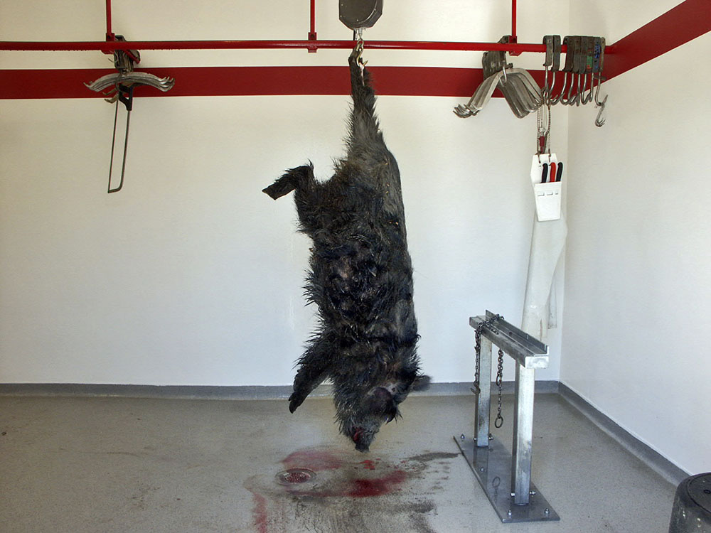 Forskare har upptäckt oväntat mycket matförgiftningsbakterier i vildsvin. Foto: Torsten Mörner