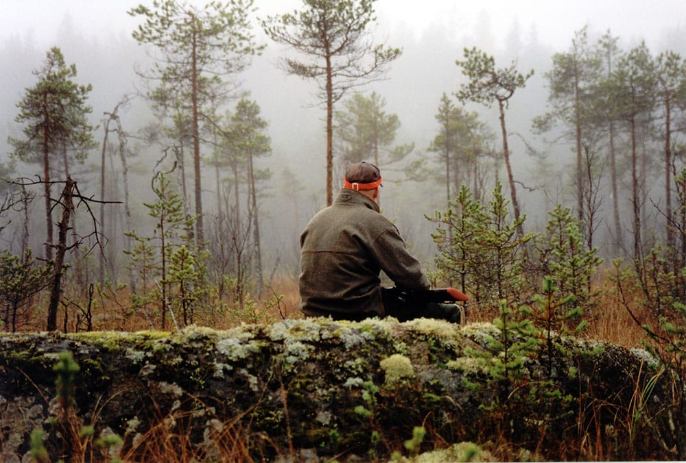 Höstens älgjakt kan komma att ställas in i norra Värmland på grund av det kraftigt vikande antalet älgar. Foto: Olle Olsson