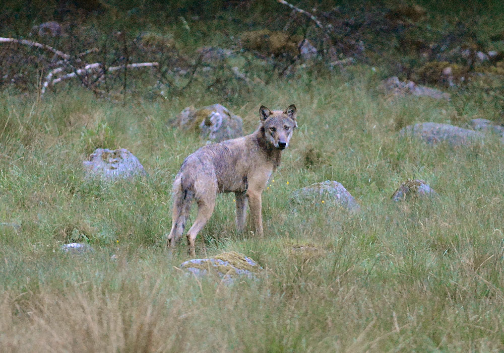 Vargen fångades på bild när den förra sommaren återvände till fårhagen. Foto: Kenneth Johansson