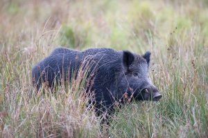 Vildsvinen har blivit en kommunal angelägenhet i Östergötland. Foto: Mattias Lilja