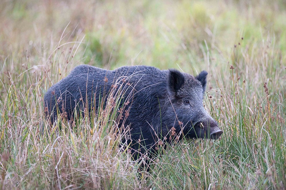 Vildsvinen har blivit en kommunal angelägenhet i Östergötland. Foto: Mattias Lilja
