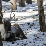 Skogsvildrenen kännetecknas bland annat av att den har något mörkare päls än fjällvildren och dess domesticerade form, tamrenen. Den är också större och har ett längre huvud med större horn. Foto: Olle Olsson