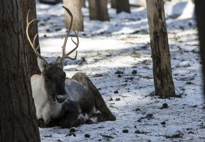 Skogsvildrenen kännetecknas bland annat av att den har något mörkare päls än fjällvildren och dess domesticerade form, tamrenen. Den är också större och har ett längre huvud med större horn. Foto: Olle Olsson