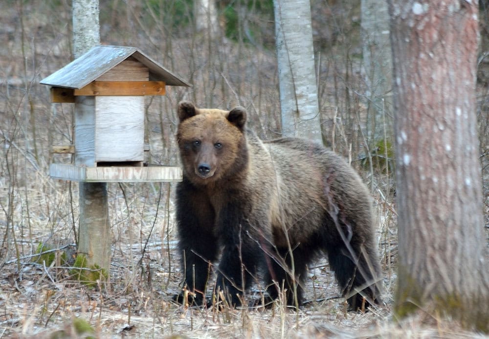 Foto: Hasse Ångman