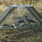 Ordinarie jakttid på kråka tar slut 15 april på Gotland. Några utsedda jägare kan fortsätta jakten ytterligare en månad för att skydda nyfödda lamm. Med skjutvapen eller, som här, med fälla. Foto: Jan Henricson