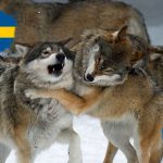 Svenska jaktfrågor ska debatteras av kandidater till EU-valet. Montage: Olle Olsson