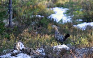 Tjädern är en ovanlig fågel i Skåne. Foto: Olle Olsson
