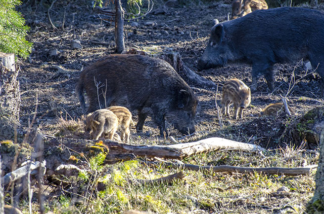 LRF-projektet "Skogsgris på tallriken" ska leda till att konsumenternas intresse för vildsvinskött ökar. Foto: Martin Källberg
