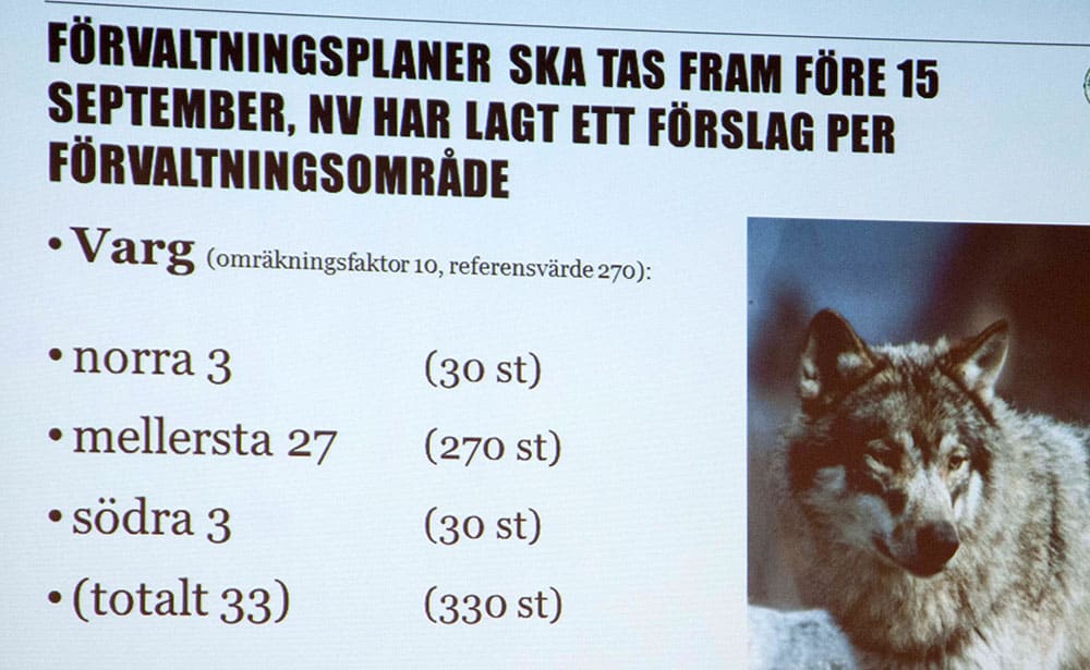 Föreslaget golv för vargstammen. Foto: Jan Henricson