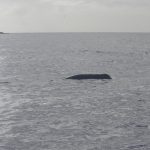 För några veckor sedan observerade säljägaren Stefan Nilsson den här högt flytande sälen i havet utanför Kungsbacka. Något som kan vara ett tecken på att säldöden är på väg att slå till längs Västkusten. Foto: Stefan Nilsson