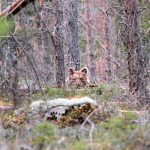 Naturvårdsverket ändrar nu i föreskrifterna för björnjakt. Foto: Olle Olsson