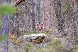 Naturvårdsverket ändrar nu i föreskrifterna för björnjakt. Foto: Olle Olsson