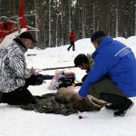 I forskningens tjänst sövs vargar, björnar, älgar och andra vilda djur. Oftast går det bra, men det händer att ingreppet får tragiska konsekvenser och de sövda djuren dör. Bilden är från en vargmärkning som gick bra. Foto: Olle Olsson