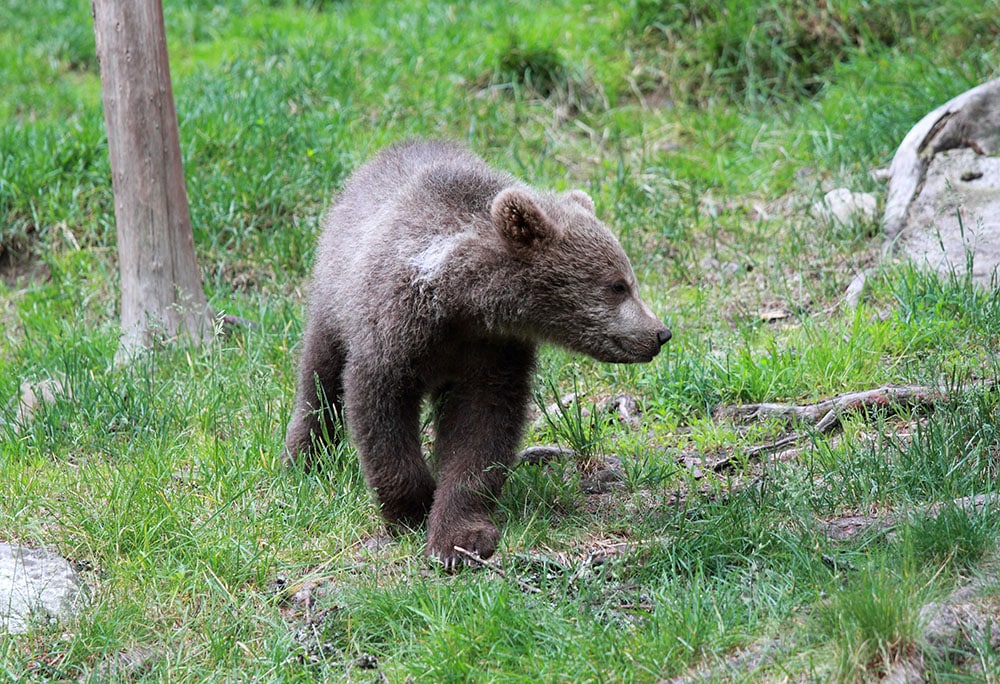 Björnstammen minskar i Norrbotten. Enligt landshövding Sven-Erik Österberg är det en medveten minskning i syfte att begränsa björnarnas skador för rennäringen. Foto: Olle Olsson