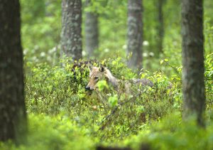 Foto: Tero Niemi