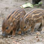LRF är en av flera organisationer som vill utrota vildsvinen på Öland. Foto: Tero Niemi