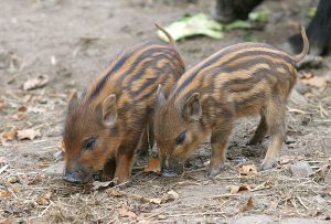 LRF är en av flera organisationer som vill utrota vildsvinen på Öland. Foto: Tero Niemi
