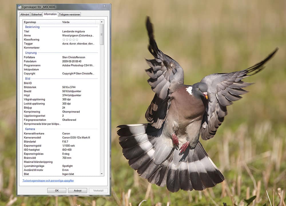 Metadata berättar inte bara när en bild togs. Eftersom kamerans olika inställningar också registreras hjälper metadata även fotografen att förstå varför bilden blev som den blev. Foto: Sten Christoffersson