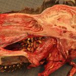 Älg, Cephenemyia ulrichii, med larver från nässtygnfluga i svalget. Foto: SVA