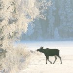 Foto: Tero Niemi
