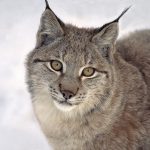 Naturvårdsverket föreslår nu en rad ändringar i föreskrifterna för lodjursjakten. Foto: Tero Niemi