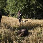 Den här björnen fälldes i Söderhamns kommun. Den var en av totalt fem björnar med trikiner som fälldes i landet förra hösten. Foto: Olle Olsson