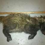 Mårdhundvalpen i Burträsk är den första dokumenterade mårdbhundsföryngringen i Västerbottens län. Foto: Mårdhundsprojektet