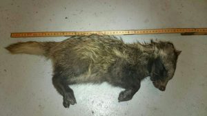Mårdhundvalpen i Burträsk är den första dokumenterade mårdbhundsföryngringen i Västerbottens län. Foto: Mårdhundsprojektet