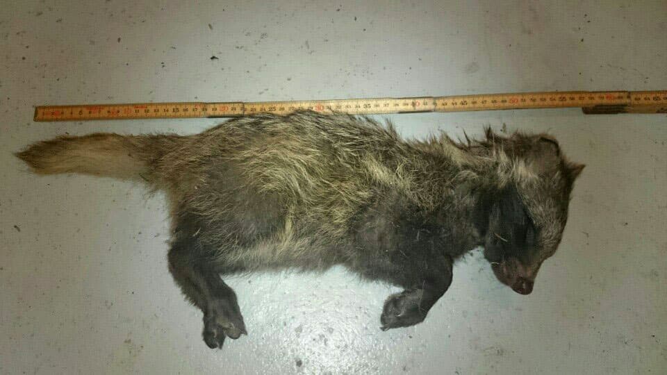 Mårdhundvalpen i Burträsk är den första dokumenterade mårdbhundsföryngringen i Västerbottens län. Foto: Mårdhundsprojektet