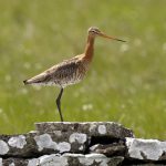 Rödspoven gynnas av de öländska jägarnas predatorjakt. Antalet häckande par ökar stadigt sedan projektet startade. Foto: Magnus Johansson