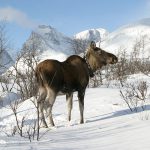 Forskningsprojektet med GPS-märkta älgar i Norrbotten har redan fått följdverkningar för älgförvaltningen i vissa områden. Foto: Eric Andersson