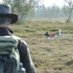 ILO 169 handlar om att tillförsäkra urbefolkningen markerna. Något som kan komma att påverka fjälljakten på ett högst märkbart sätt, enligt Jägareförbundet. Foto: Jan Henricson