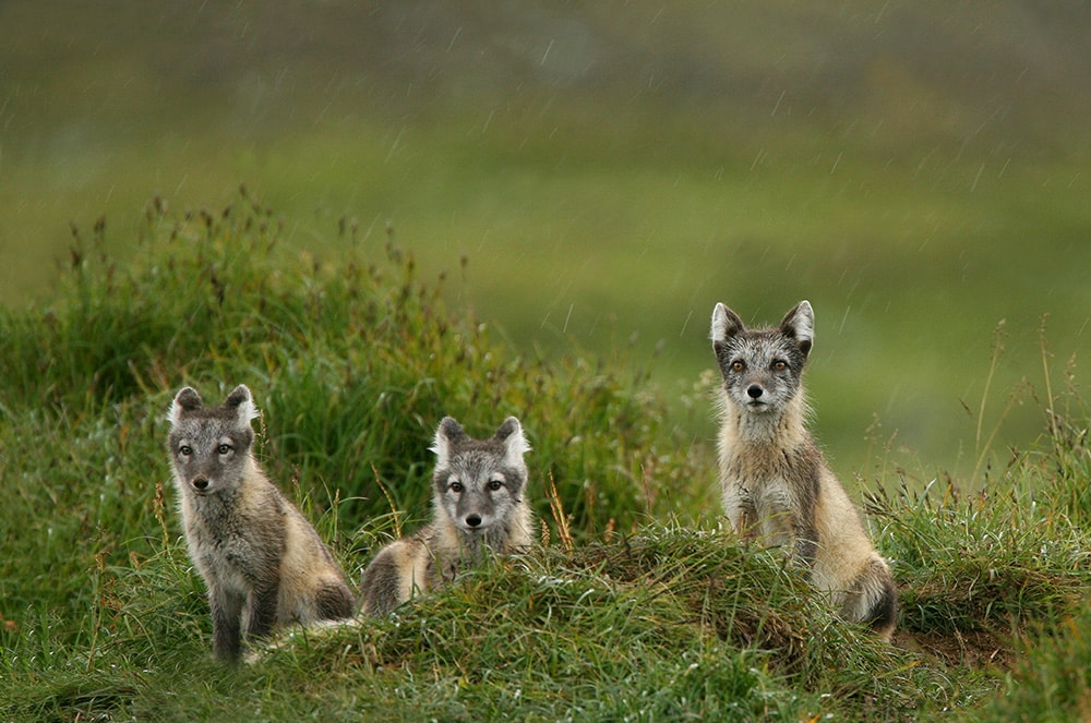 En ny etablering av fjällräv har upptäckts i Norrbotten. Länsstyrelsen tror det handlar om fjällrävar som invandrat från Norge. Foto: Tero Niemi