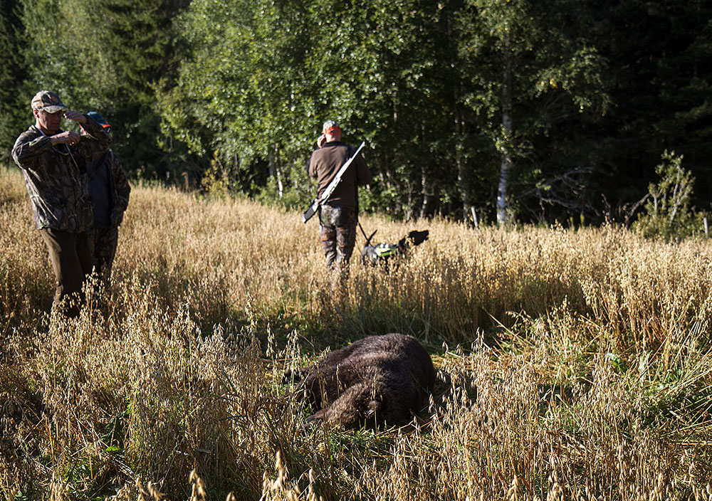 Efter knappt fyra dagar var björnkvoten fylld i Gävleborgs län. Foto: Olle Olsson