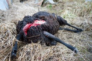 Fåravelsförbundet anser att rovdjursavvisande stängsel inte ger fullgott skydd och att det numera är i det närmaste omöjligt att få skyddsjakt på stora rovdjur som dödar tamboskap. Foto: Olle Olsson