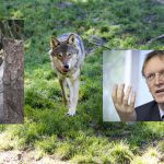 EU-kommissionären Janez Potočnik har synpunkter på den svenska rovdjursförvaltningen. Landsbygdsminister Eskil Erlandsson ger ger regeringens inställning i vår webbradio.