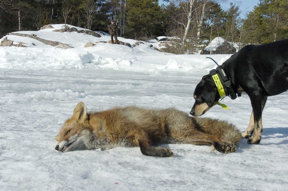 Rävjägare som hanterar fällda rävar bör vara extra försiktiga när de hanterar sitt byte. Dessutom bör hunden avmaskas regelbundet. Foto: Jan Henricson