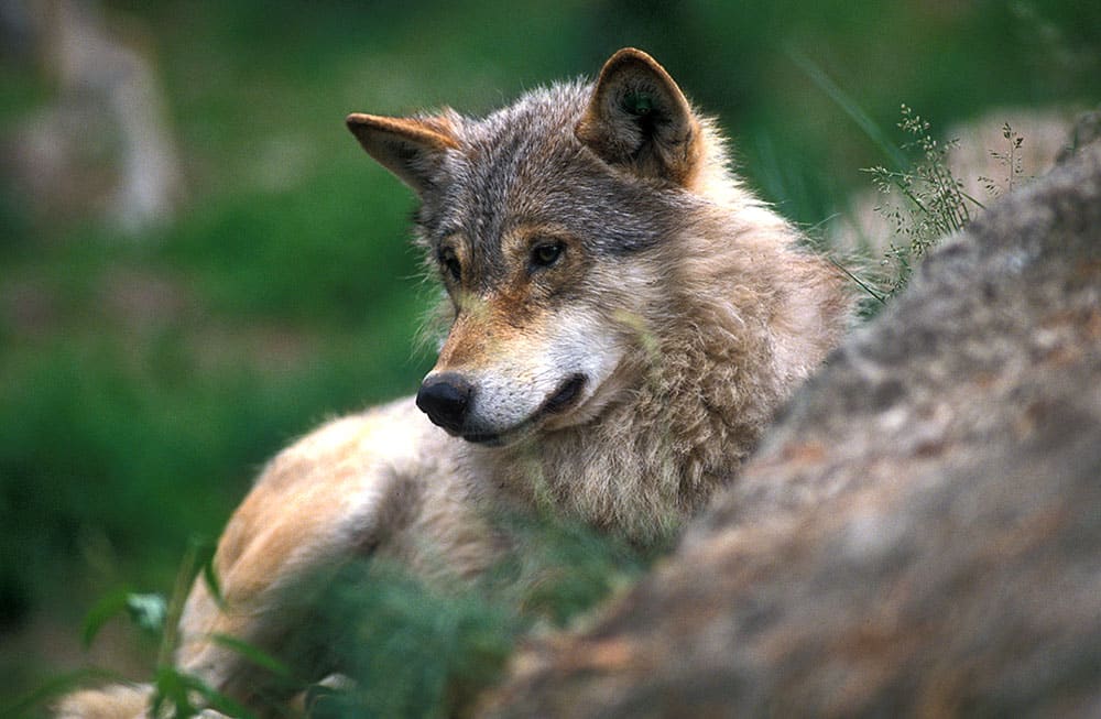 Efter flera omfattande angrepp på får i hägn beslutade länsstyelsen på eget initiativ om skyddsjakt på varg i Värmland. Foto: Tero Niemi