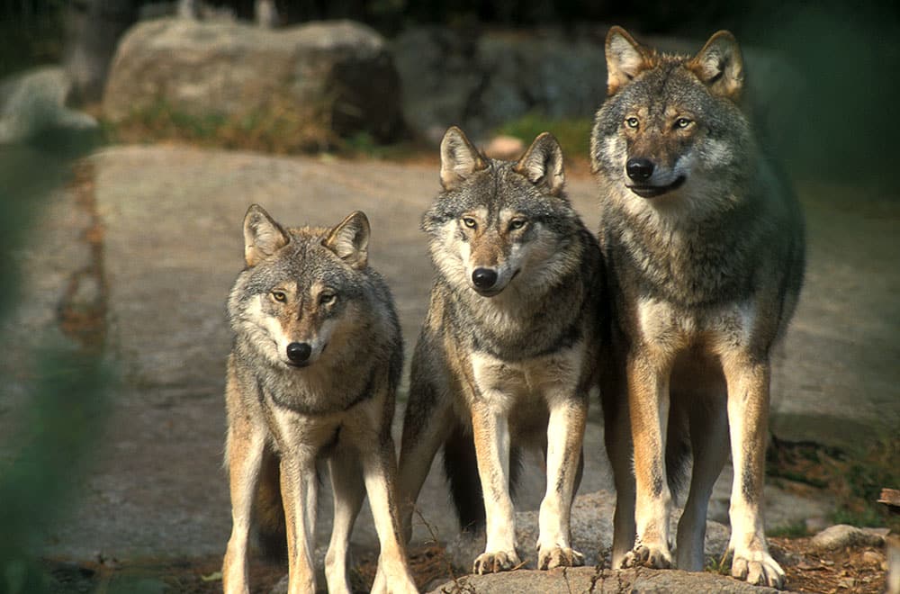 Viltförvaltningsdelegationen i Kronobergs län säger nej till en fast vargstam innan flera villkor är uppfyllda. Foto: Tero Niemi