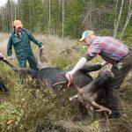 För att hjälpa till i forskningsprojektet ska jägarna ta flera prover i samband med att älgen passas. Foto: Jan Henricson