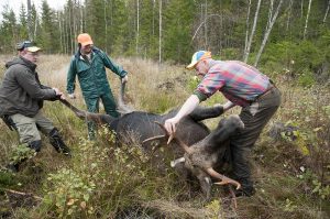För att hjälpa till i forskningsprojektet ska jägarna ta flera prover i samband med att älgen passas. Foto: Jan Henricson