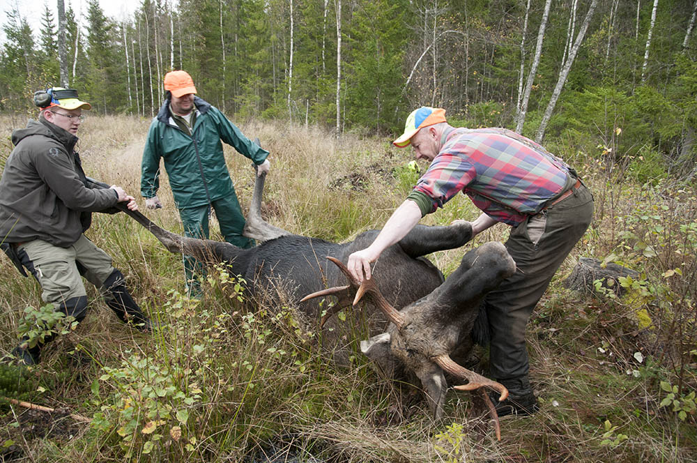 För att hjälpa till i forskningsprojektet ska jägarna ta flera prover i samband med att älgen passas. Foto: Jan Henricson