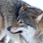 Samverkansrådet i mellersta Sverige ifrågasätter Naturvårdsverkets förslag att miniminivån för varg i mellersta rovdjursförvaltningsområdet ska vara 27 föryngringar, det vill säga hela referensvärdet för gynnsam bevarandestatus. Foto i hägn: Tero Niemi