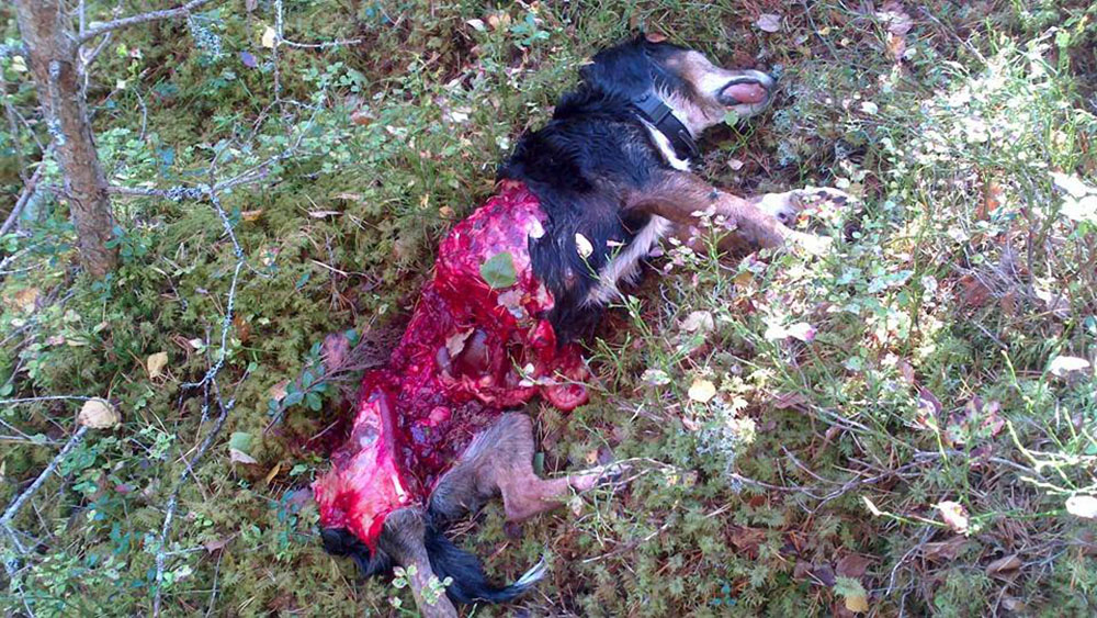 På pejlen syntes hur hunden slutade röra sig, och när jägarna sökt sig fram till platsen möttes de av den här synen. Foto: Privat