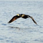 Skarvkolonierna i Gävlebukten innehöll i somras endast ett fåtal fåglar, efter att skarvungar dödats och boträd sågats ner. Foto: Mattias Lilja