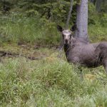 Älgar som lever i områden med varg avviker inte från sådana som inte gör det vad gäller valet av habitat. Foto: Jan Henricson
