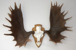 Revsundshornet hänger idag på Södra skogsägarnas kontor i Växjö. I nästan 30 år höll hornet svenskt rekord med sina 414 poäng. Foto: Tomas Pettersson